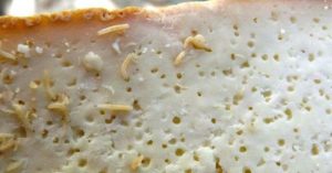 Đặc sản pho mát thối đầy giòi của Italy