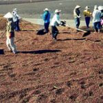 Nông dân tự sản xuất phân vi sinh từ vỏ hạt cà phê