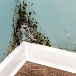 Tổng hợp các triệu chứng phơi nhiễm nấm mốc phổ biến