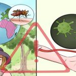 Cách chẩn đoán, điều trị và dự phòng bệnh sốt rét