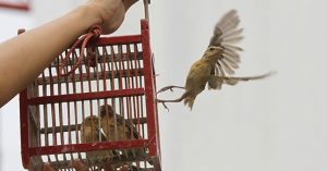 Phóng sinh sai cách là giết hại động vật