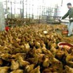 35 triệu gia cầm đã được tiêm phòng cúm