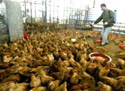 35 triệu gia cầm đã được tiêm phòng cúm