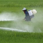 Biến đổi khí hậu, sâu bọ phá hoa màu nhiều hơn
