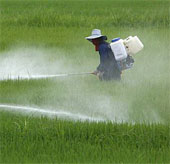 Biến đổi khí hậu, sâu bọ phá hoa màu nhiều hơn