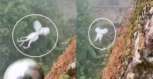 “Phượng hoàng trắng trong truyền thuyết” xuất hiện khiến dân mạng dậy sóng