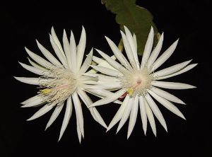 Chiêm ngưỡng ‘nữ hoàng bóng đêm’
