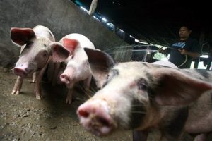 Tranh cãi về tên ‘cúm lợn’