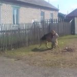 Chó Pitbull tử chiến nảy lửa với chó Becgie và cái kết khó tin