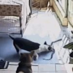 Pitbull hung hăng tử chiến rắn hổ mang và cái kết bất ngờ