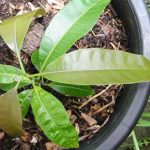 Phương pháp nhân giống xoài bằng hạt