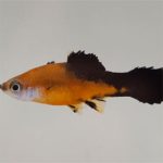 Đã giải mã được bộ gene cá mún