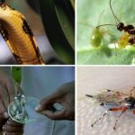 Những phát hiện mới nhất về các loài có độc