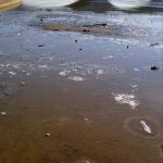 Mỹ: Nước sông Potomac ô nhiễm làm thay đổi giới tính của cá