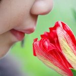 Sắp chữa trị được chứng mất khứu giác bẩm sinh?