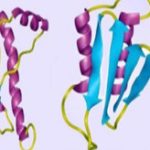 Bệnh bò điên giúp… tăng trí thông minh?