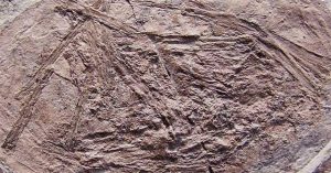 Loài sinh vật cổ đại kỳ lạ có thể bay ngay từ khi sinh ra?