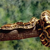 Trăn “định vị” được hang ổ cách xa hàng chục km
