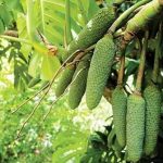 Kỳ lạ loại quả mất một năm mới chín, ăn xanh là độc