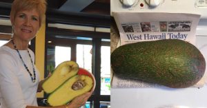 Quả bơ 2,4kg có thể phá kỷ lục thế giới ở Hawaii