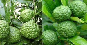 Trái chúc và những công dụng tuyệt vời đối với sức khỏe