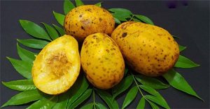 Lợi ích và bài thuốc cực hay từ quả cóc