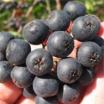 Quả dâu dại có thể ngăn chặn ung thư?