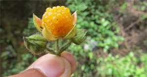 Mê đắm 4 kỳ quả “dại“ đẹp không tưởng mà lại còn siêu ngon và bổ nhất thế gian