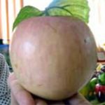 Mắt thường không thể phân biệt được trái cây có hóa chất