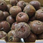 Quả sung “khổng lồ” gây xôn xao Hà Nội