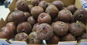 Quả sung “khổng lồ” gây xôn xao Hà Nội