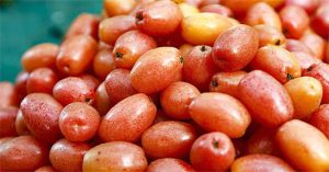 Những điều cần tránh khi ăn quả nhót bạn nên biết