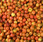 Phát triển cây sơri trên vùng đất nhiễm mặn ven biển