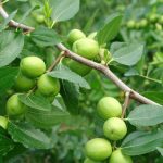 Tác dụng chữa bệnh hiệu quả từ táo ta