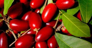 Quả thần kì ở Việt Nam có thể biến mọi vị thành vị ngọt