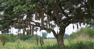 Loại quả nặng 10kg và dài một mét có thể rơi chết người