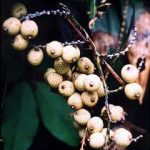 Cây dài nhất – Cây mây trắng
