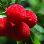 Giải nhiệt mùa hè với quả thanh mai