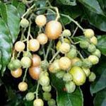 Quả hồng bì chữa bệnh