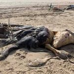 Phát hiện quái vật hồ Loch Ness cách “nhà” 200km?