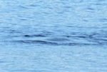 Quái vật hồ Loch Ness lại xuất hiện ở Scotland?
