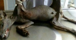 Quái vật ma cà rồng chuyên hút máu bị bắt