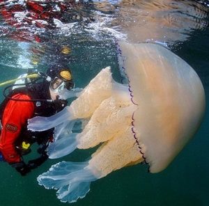 Những “quái vật” dị dạng từng đe dọa người dân Anh Quốc