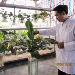Trồng cây cảnh bằng phương pháp thủy canh
