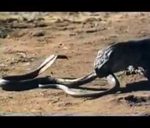 Rắn Hổ mang đánh nhau với Rồng Komodo
