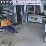 Rắn vào đồn cảnh sát tìm người cắn và diễn biến ngộp thở