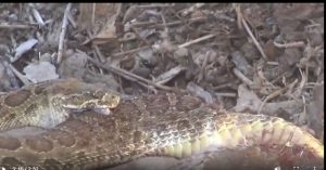 Video: Hãi hùng cảnh rắn đuôi chuông cắn ngập hai răng nanh và tự tiêm nọc vào cơ thể mình