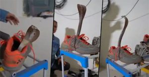 Chuyên gia bắn rắn hổ mang lẩn trốn bên trong chiếc giày thể thao
