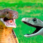 Hổ mang chúa tử chiến với Mamba đen cực độc: Kẻ sở hữu “nụ hôn thần chết” có thắng không?