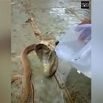 Ấn Độ: Rắn hổ mang tuyệt vọng vì khát, tìm dân làng xin nước uống